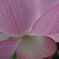 Lotus(4)