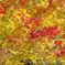 段戸湖の紅葉