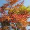 段戸湖の紅葉