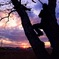 木の上のおとんと夕焼け