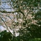 薄めの桜
