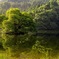 静かな池の真ん中で