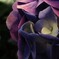 紫陽花