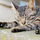 眠る猫