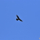 野鳥