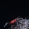 花のような火