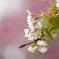 桜 - 2