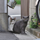 neko866nnss