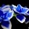 紫陽花９