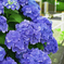 紫陽花1