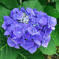 紫陽花2