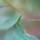 Like a leaf ...