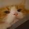 猫カフェにて