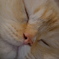 猫カフェ