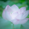 霞んだ蓮の花