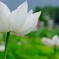 下関市観察院の大賀蓮