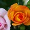 ２つの薔薇