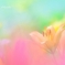 水彩リリィ