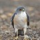 ペンギン(笑)