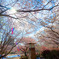 桜源郷のにじｗ