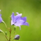 花便り　- 雄花期の桔梗 -