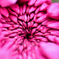 無数の花びら　菊