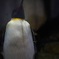 オウサマペンギン