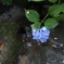 紫陽花 その3