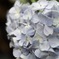 紫陽花 その5