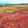 白馬大池の花畑