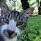 そうです。私が猫です。！
