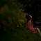 Photo girl's