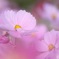 秋桜