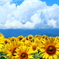 summer color 
