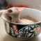 どん兵衛猫入り