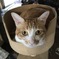 ねこ