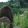 動物園のライオン