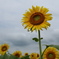 Sunflowers-１