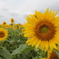 Sunflowers-2