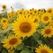 Sunflowers-5