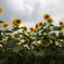 Sunflowers-7