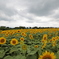 Sunflowers-8