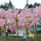 道端の花