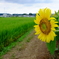 DSCF6178