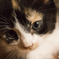 子猫
