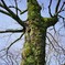 tree01