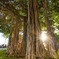 Banyan tree