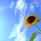 午後の夏空