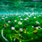 水中花