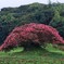 百日紅